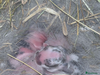 Mini Lop rabbits Mini Lop Butterfly new born bunnies - Advert 9