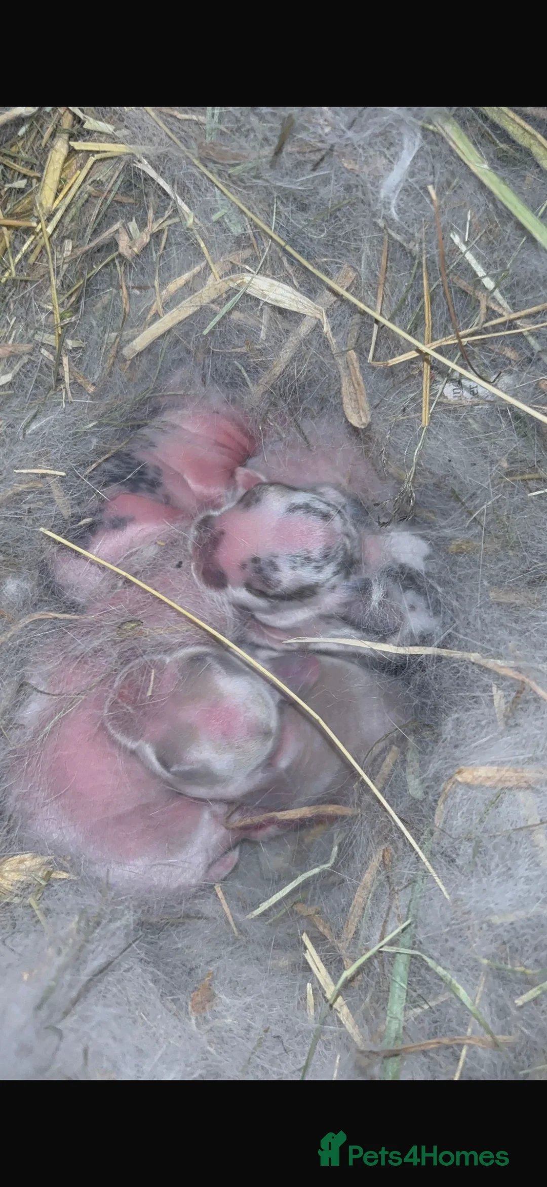 Mini Lop rabbits for sale: Pure Breed Mini Lop Butterfly new born bunnies  - Advert 3
