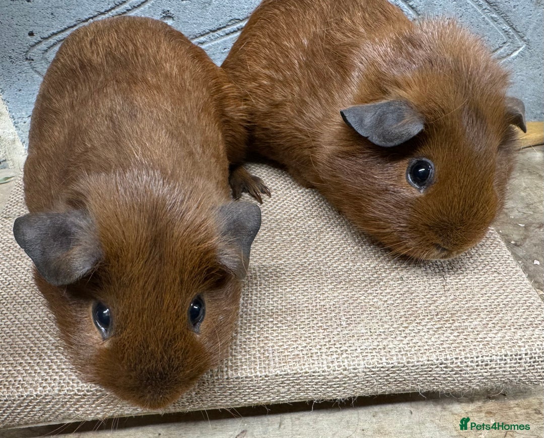 Guinea Pig rodents for sale: Bonded baby guinea pig boys for sale - Advert 2