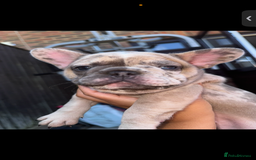 French Bulldog dogs for sale: Merle female French bulldog💗 - Image 3