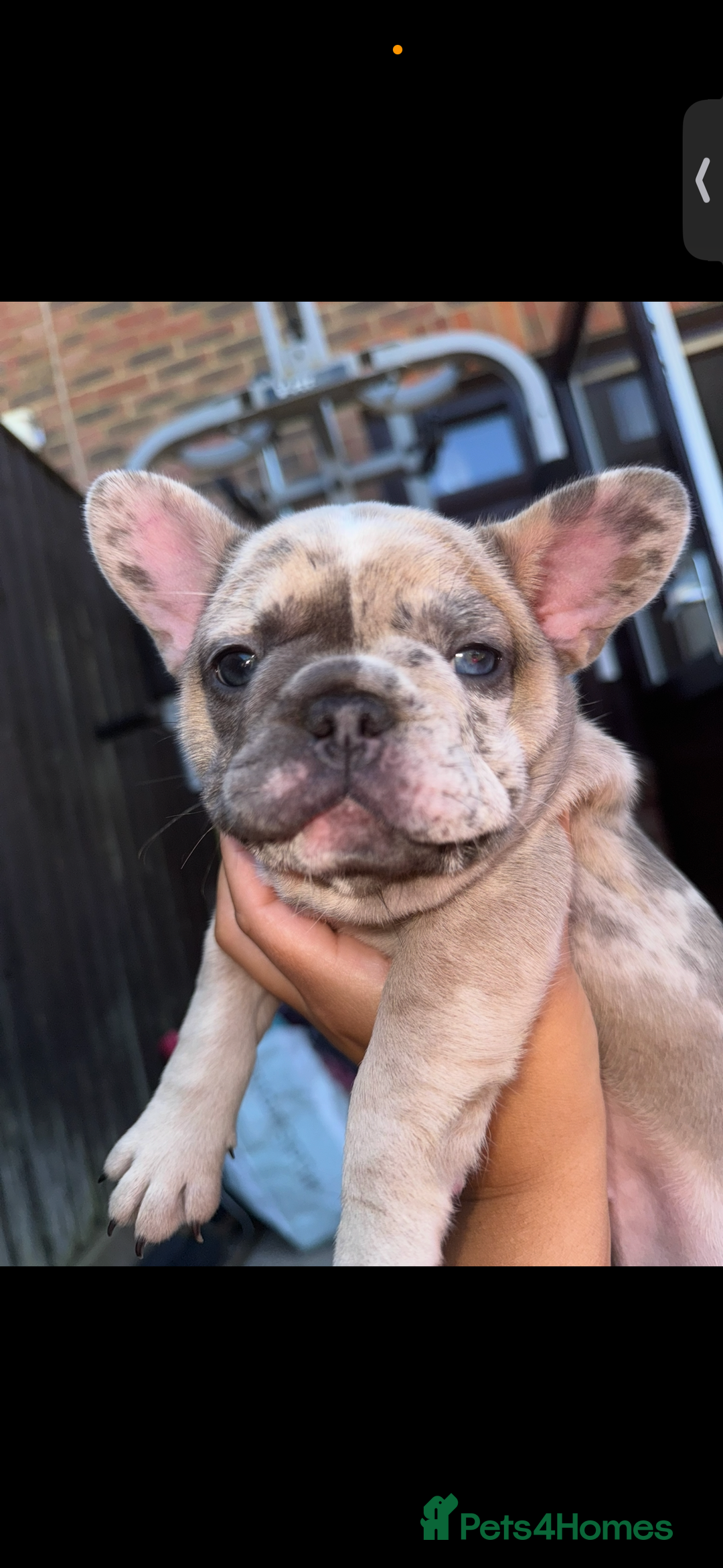 French Bulldog dogs for sale: Merle female French bulldog💗 - Image 3