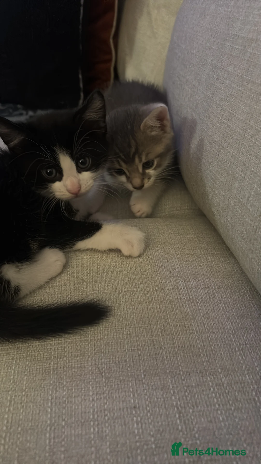 Mixed Breed cats for sale: Mixed breed - Advert 6