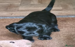 Cocker Spaniel dogs for sale: KC Registered Cocker Spaniel (Working) Puppies - Image 14