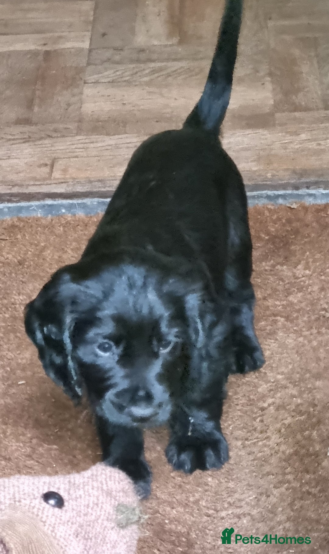 Cocker Spaniel dogs for sale: KC Registered Cocker Spaniel (Working) Puppies - Image 14