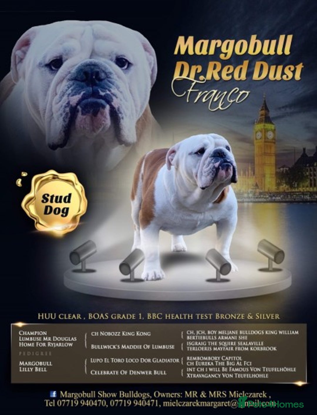English Bulldog dogs for stud: Gold 🥇Health Tested KC registered Boy in Newport - Advert 2