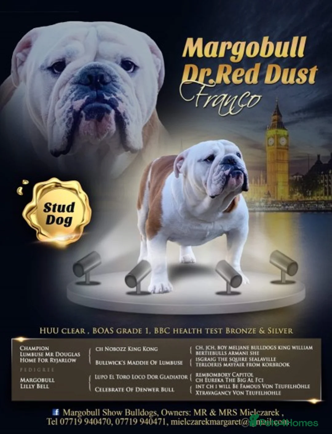 English Bulldog dogs for stud: Gold 🥇Health Tested KC registered Boy in Newport - Advert 2