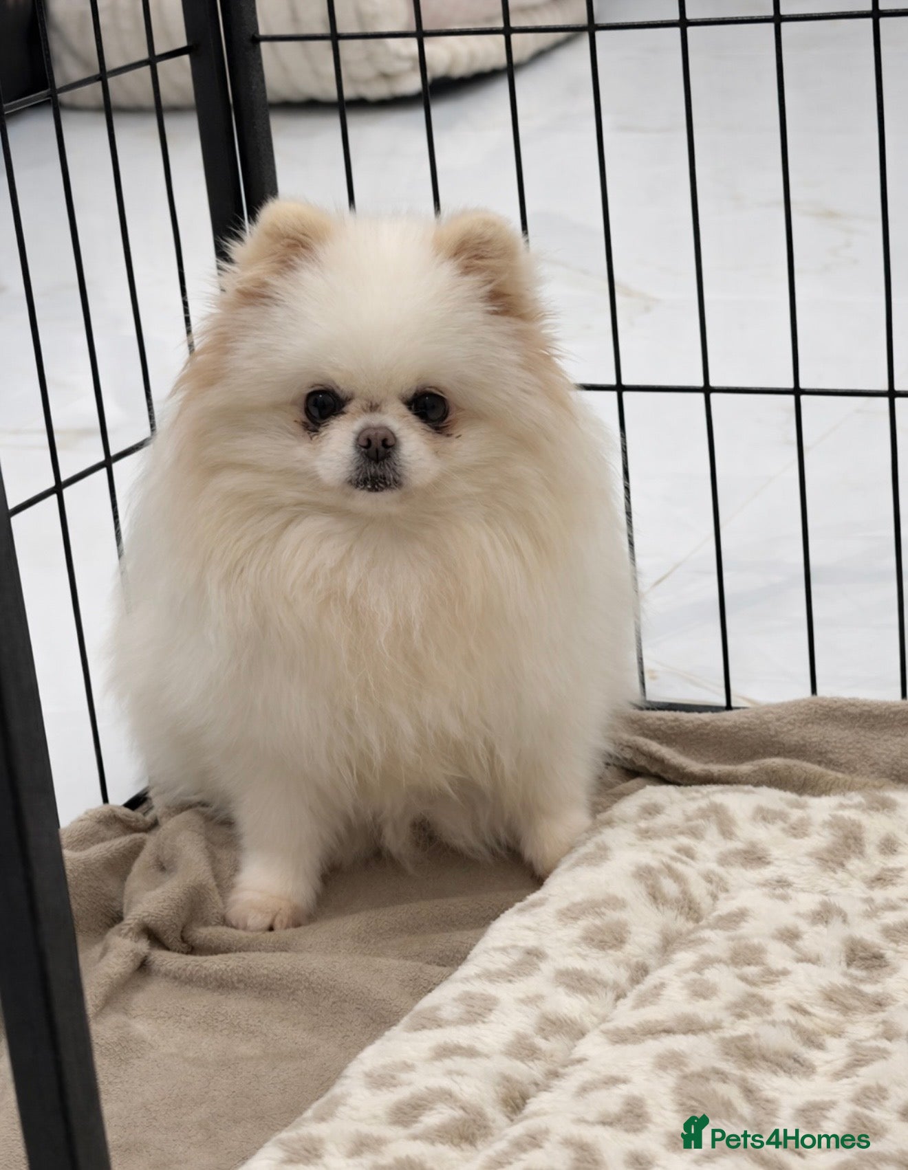Pomeranian dogs Adult Pomeranian x2 GIRLs 🎀 - Advert 1