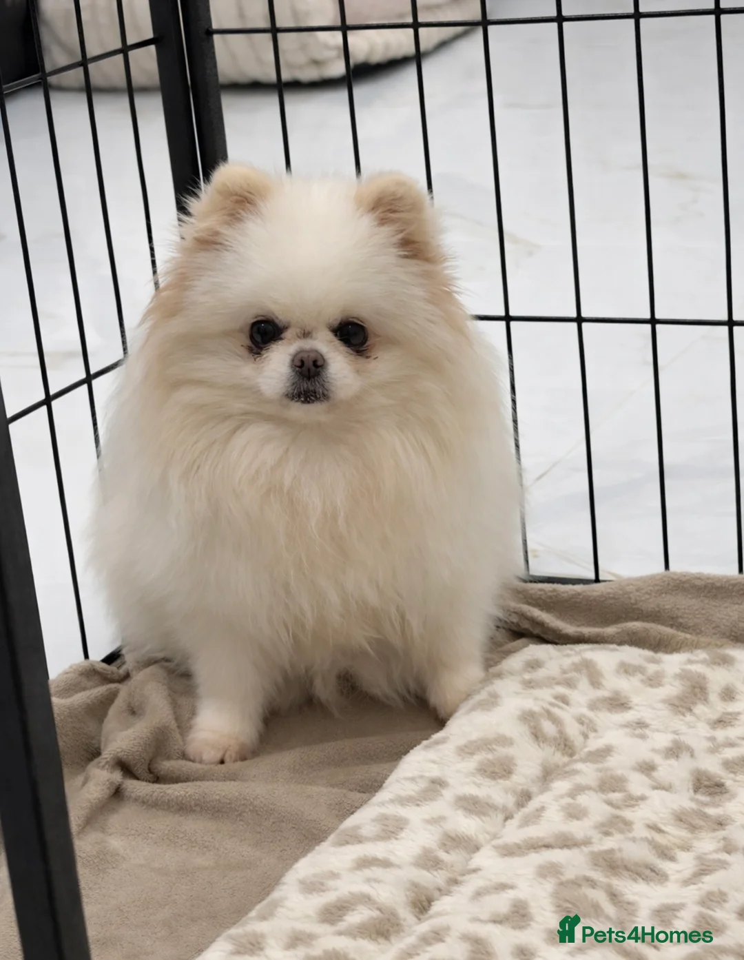 Pomeranian dogs for sale: Adult Pomeranian x2 GIRLs 🎀 - Advert 1