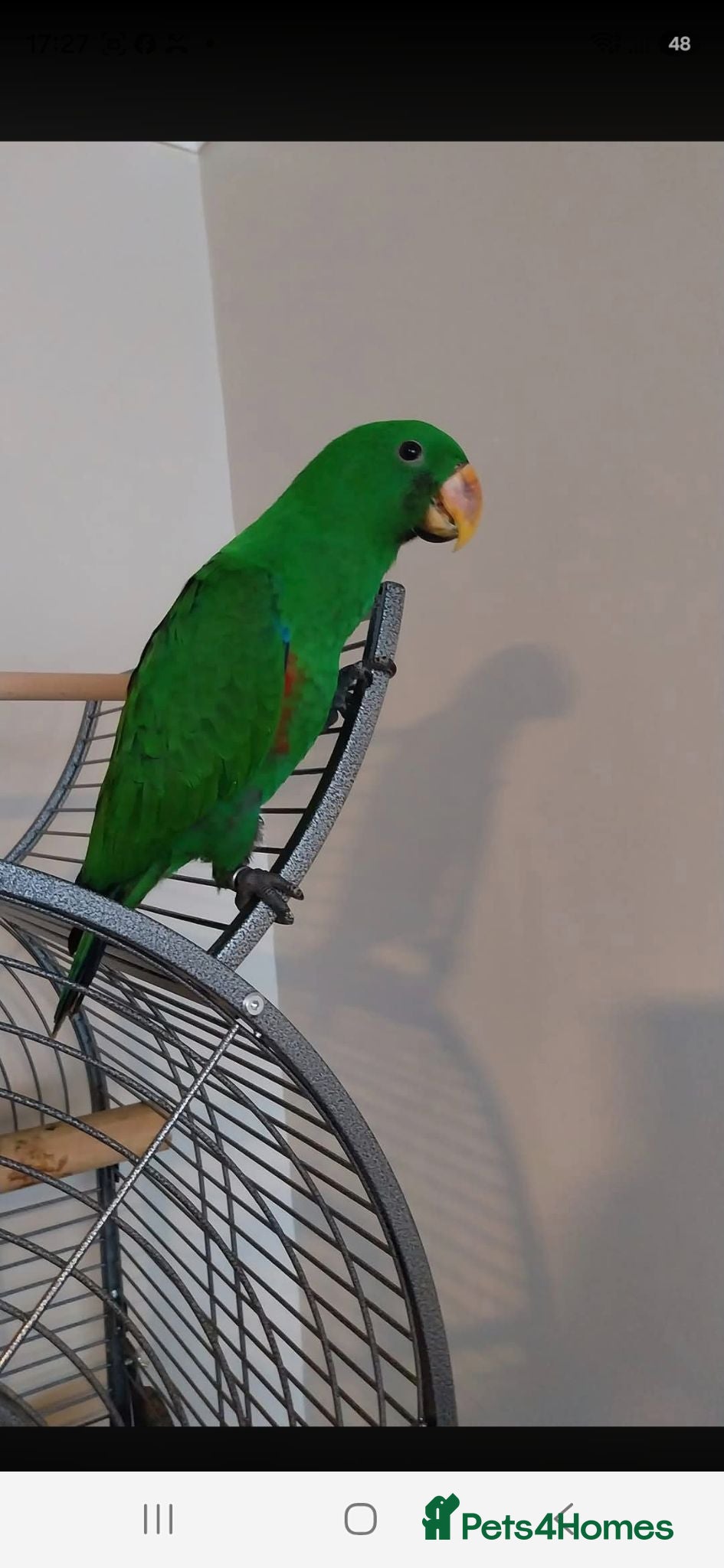 Parrots birds Male electus parrot - Advert 5