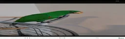 Parrots birds for sale: Male electus parrot in Walsall - Advert 1
