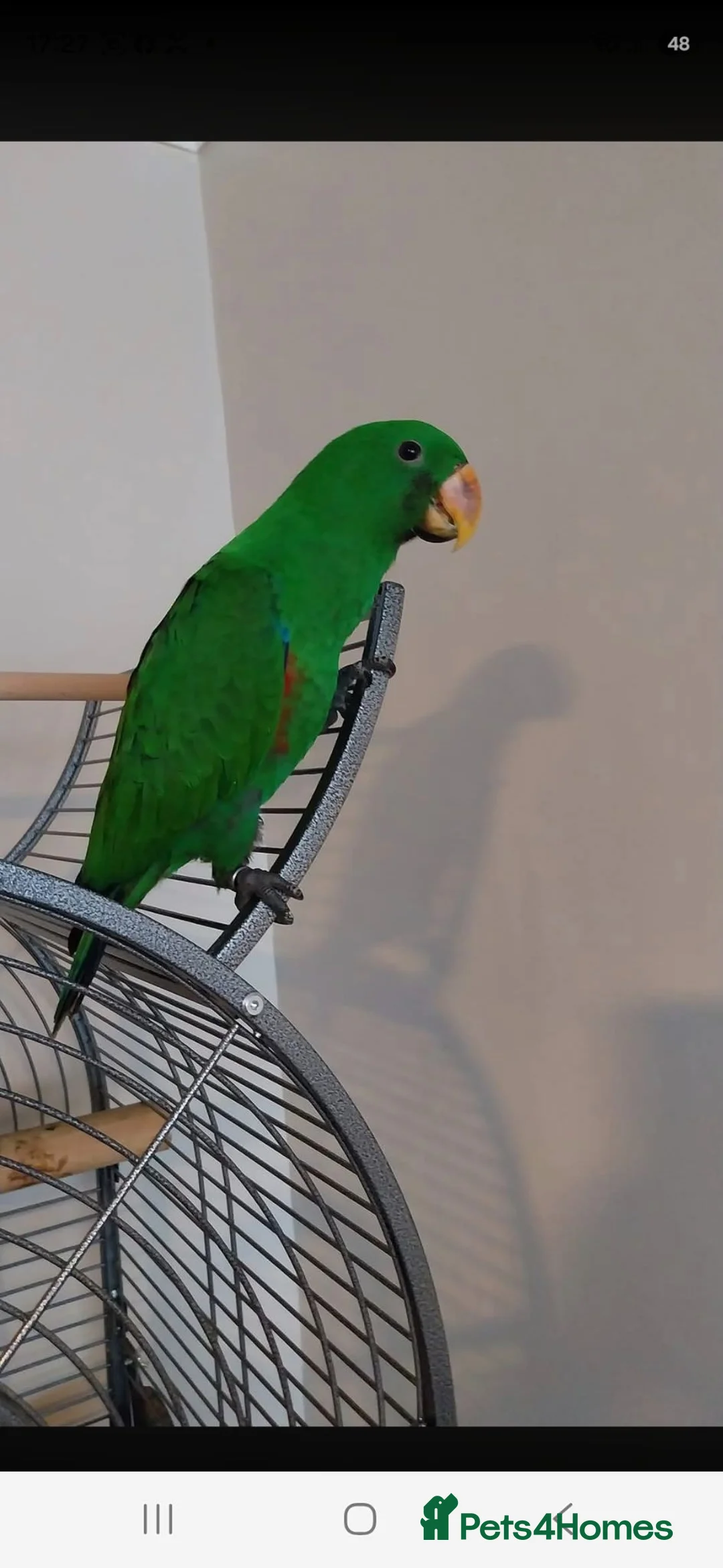 Parrots birds for sale: Male electus parrot in Walsall - Advert 1