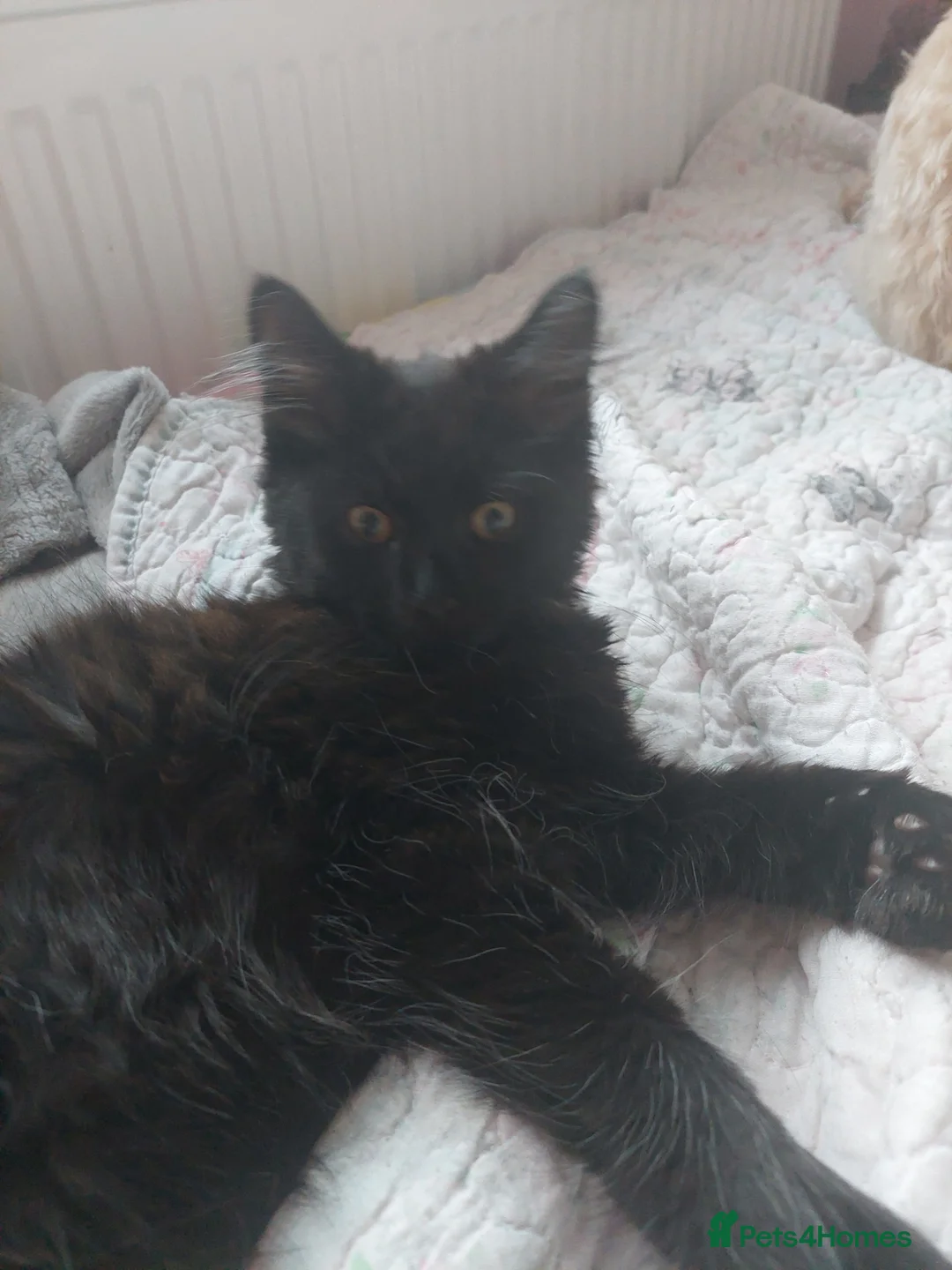 Mixed Breed cats for sale: Main coon cross male kitten 13 weeks - Advert 2