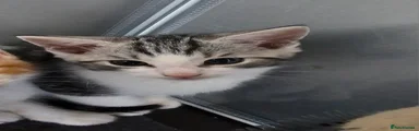 Maine Coon 1
