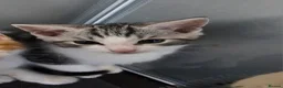 Maine Coon cats for sale: 7 main coon kittens  - Advert 7