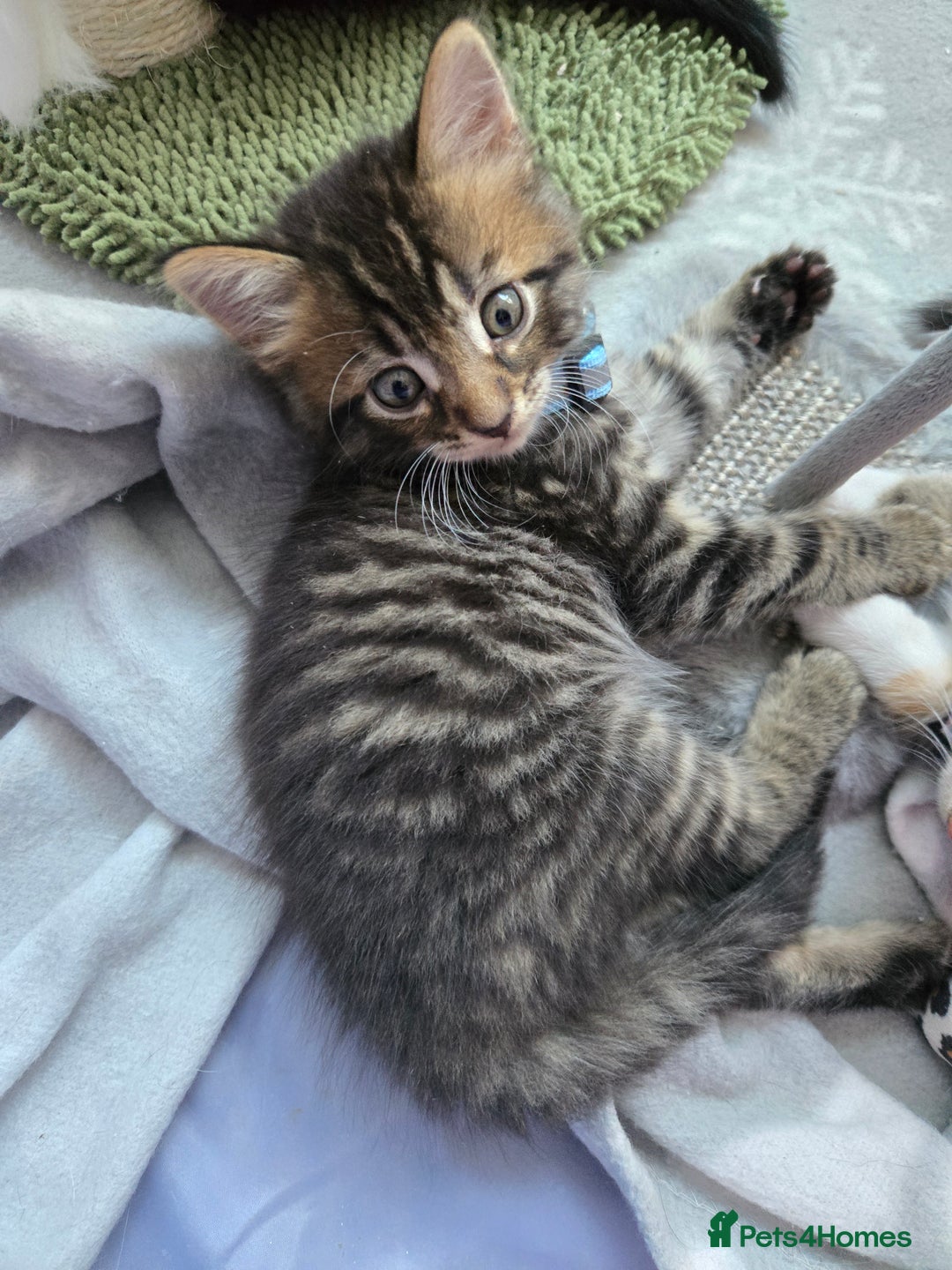 Mixed Breed cats for sale: 🐾😸kittens😸🐾  - Image 2