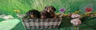 Miniature Dachshund 3