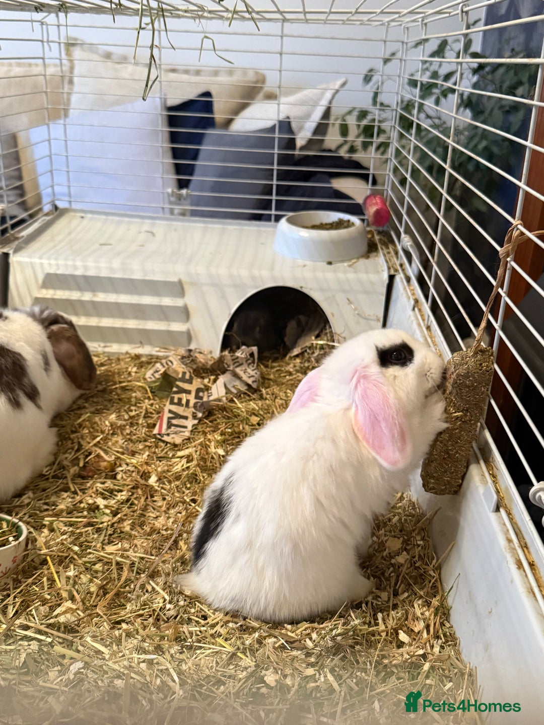 Mini Lop rabbits for sale: Two mini lop rabbits  - Advert 9