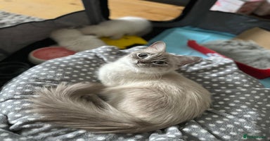 Ragdoll cats - Advert 6