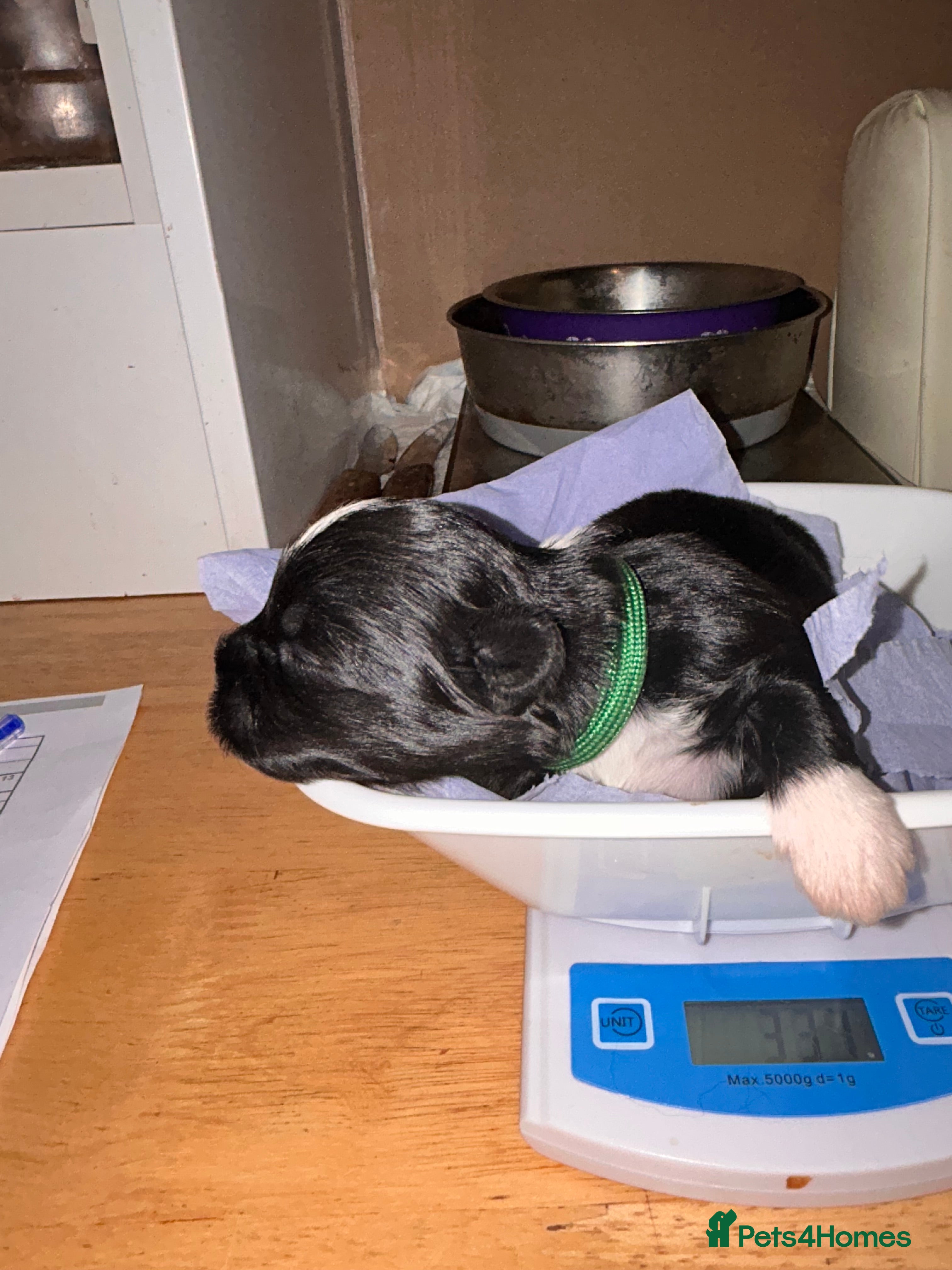 Lhasa Apso dogs KC reg Lhasa Apso PUPS (2 wks old ) PRA4 CLEAR - Advert 2