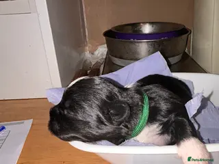 Lhasa Apso dogs KC reg Lhasa Apso PUPS (2 wks old ) PRA4 CLEAR - Advert 2