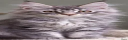 Maine Coon cats for sale: Maine coon  - Advert 3