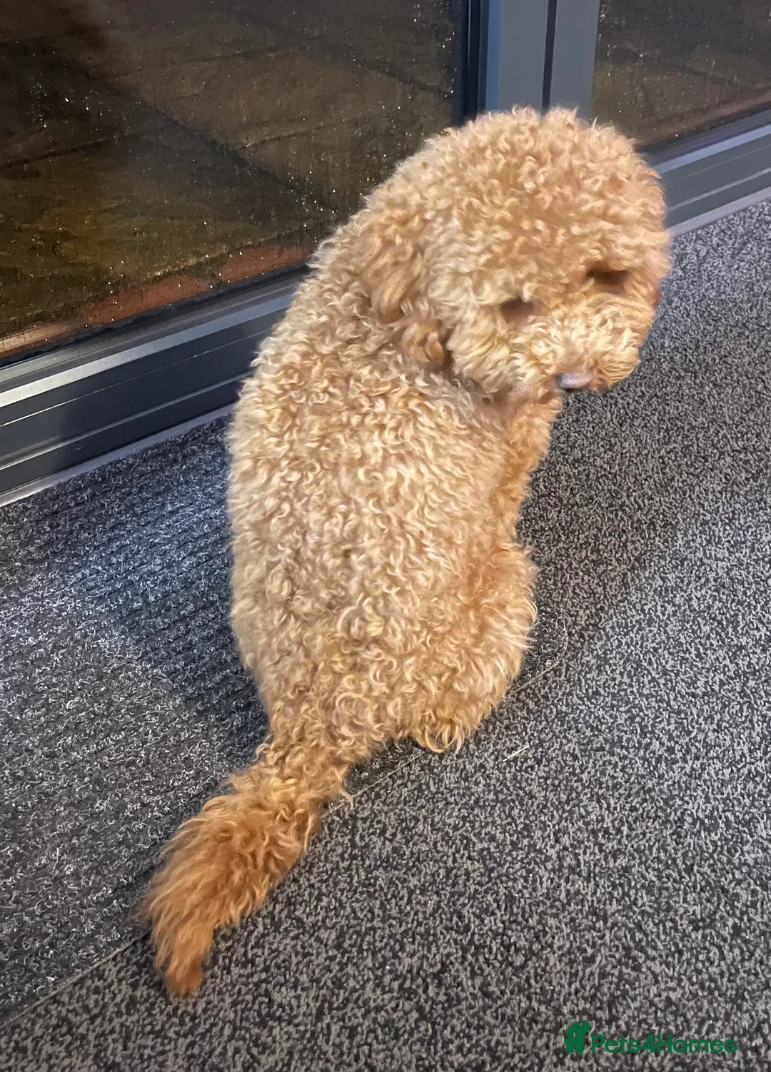 Poodle dogs for stud: PROVEN Red Toy Poodle. KC & Health Tested - Advert 2