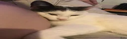 Mixed Breed cats for sale: Meet Zulu in Newport - Advert 7