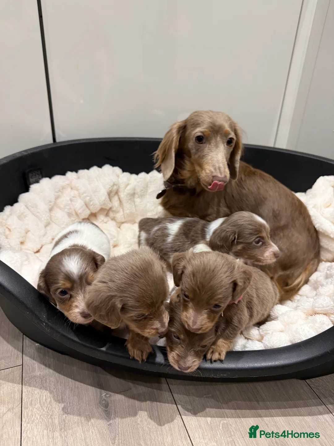 Miniature Dachshund dogs for sale: Stunning KC litter of Longhaired Minnies  - Advert 10