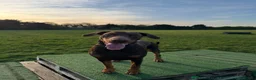 Dobermann dogs for stud: King Zeus -Proven Stud  - Advert 6