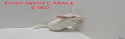 Chinchilla rodents for sale: STUNNING BABIES CHINCHILLA MIX COLOURS AND GENDER  - Advert 8