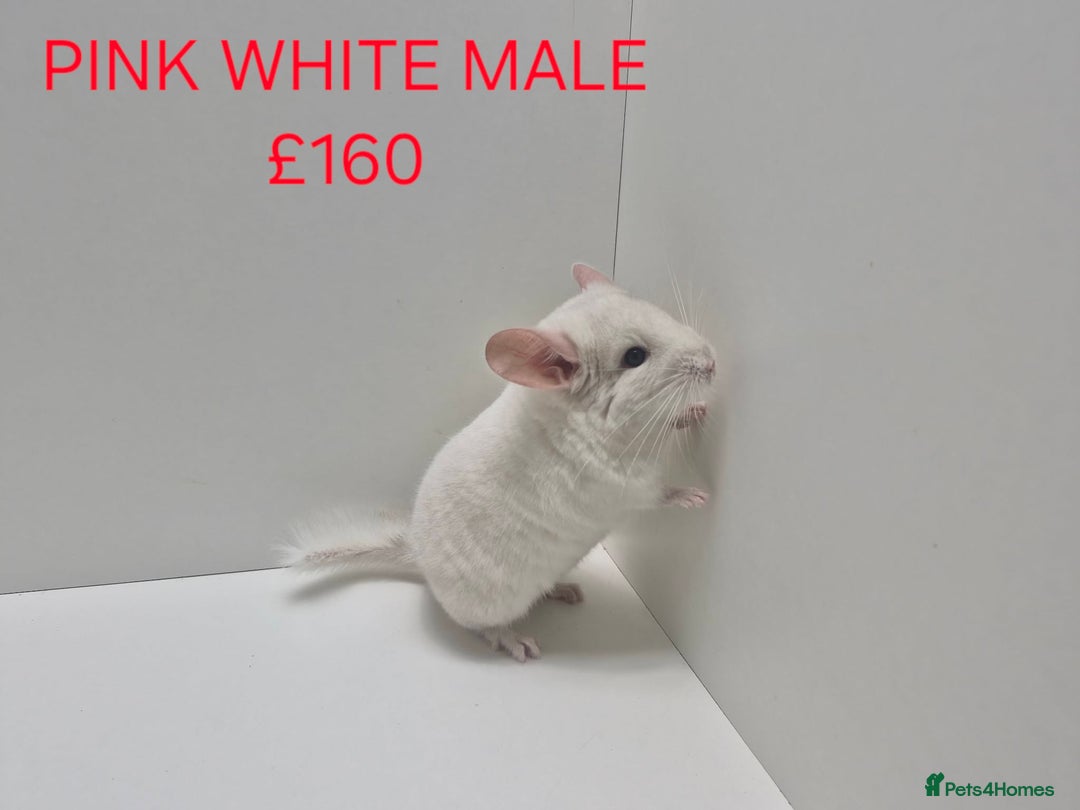 Chinchilla rodents for sale: STUNNING BABIES CHINCHILLA MIX COLOURS AND GENDER  - Advert 8