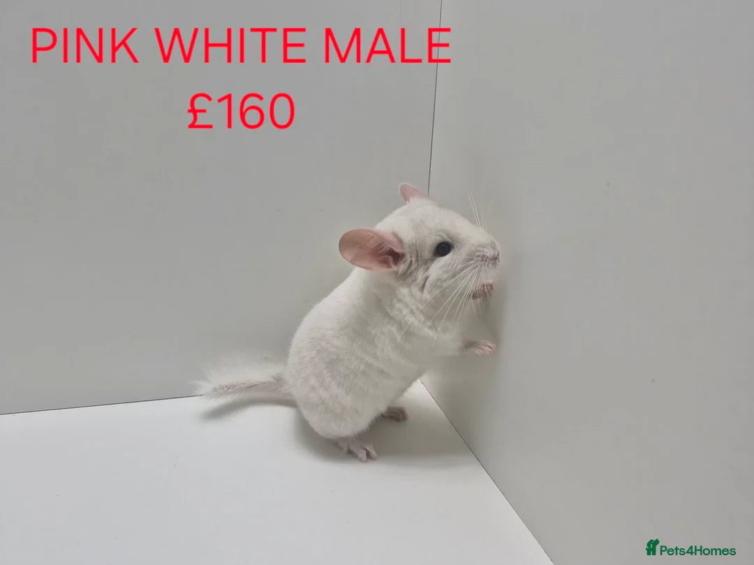 Chinchilla rodents for sale: STUNNING BABIES CHINCHILLA MIX COLOURS AND GENDER  - Advert 7