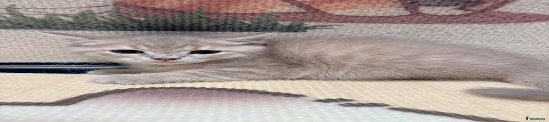British Longhair Kitten 6