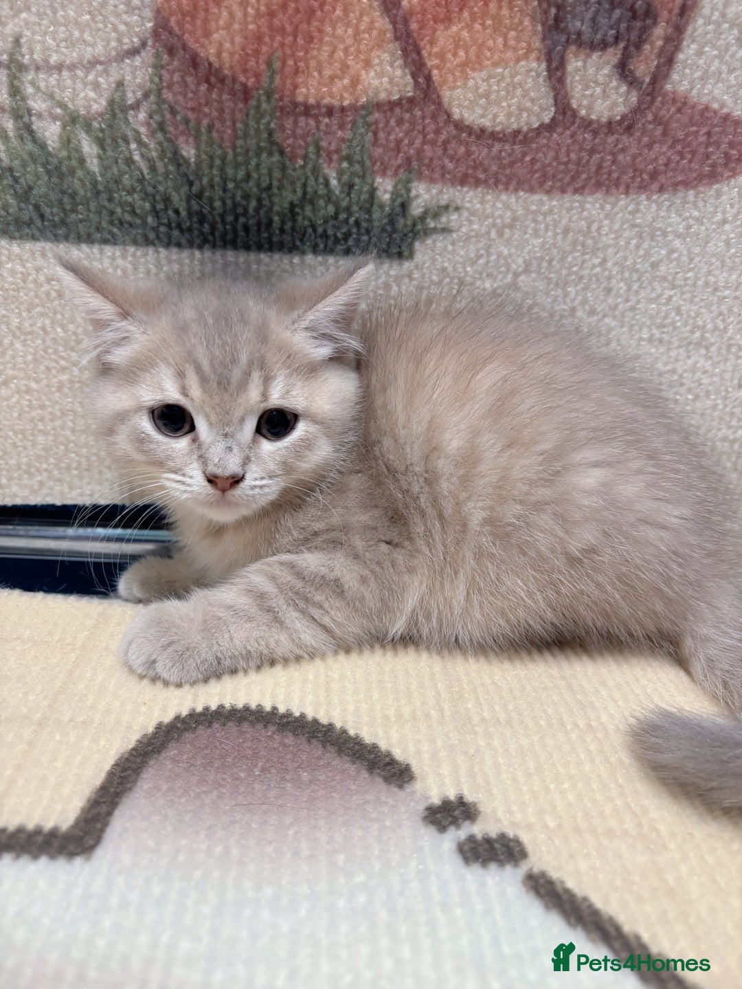British Longhair cats for sale: Beautiful and Playful kittens - Image 5