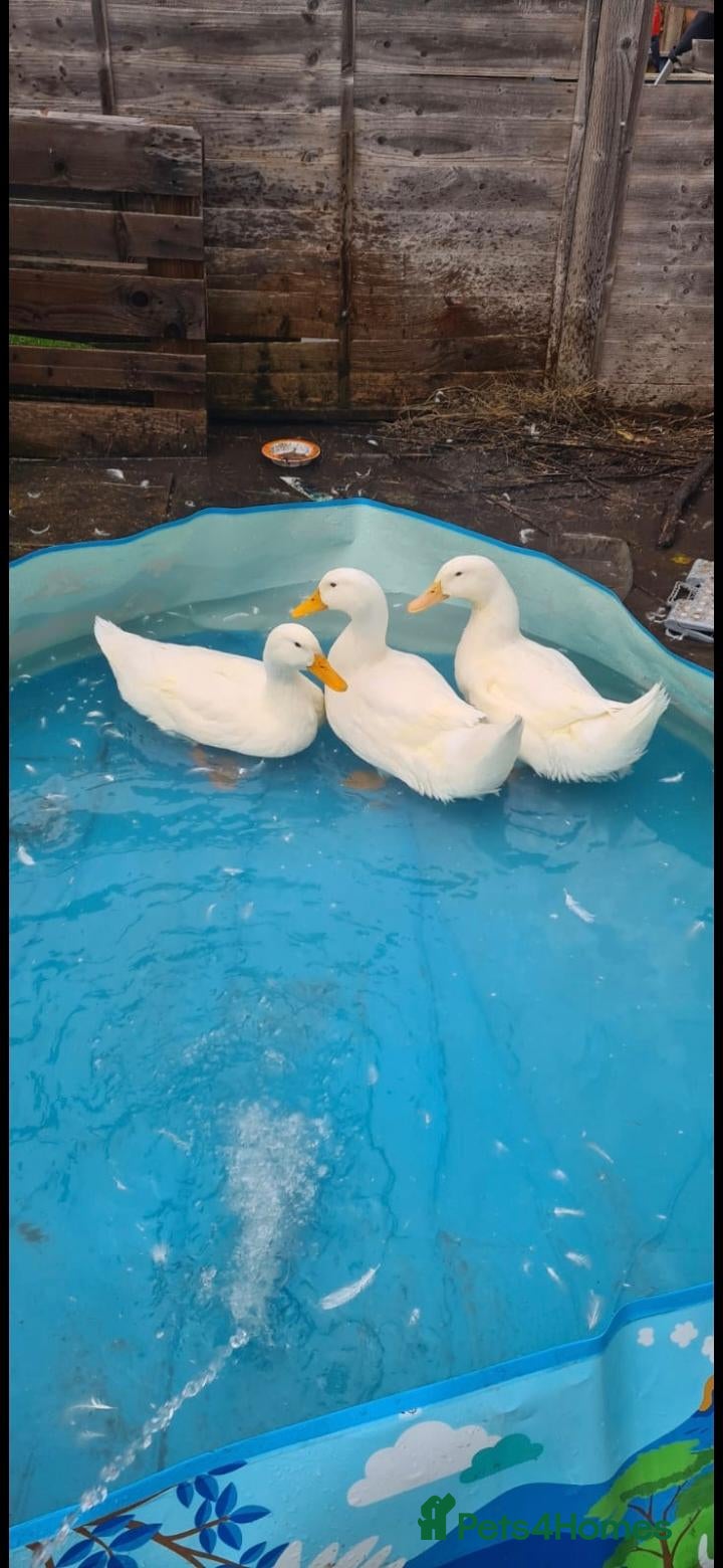 Ducks poultry for sale: Three Aylesbury Ducks  - Advert 5