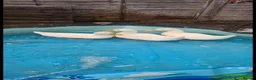 Ducks poultry for sale: Three Aylesbury Ducks  in Bracknell - Advert 1