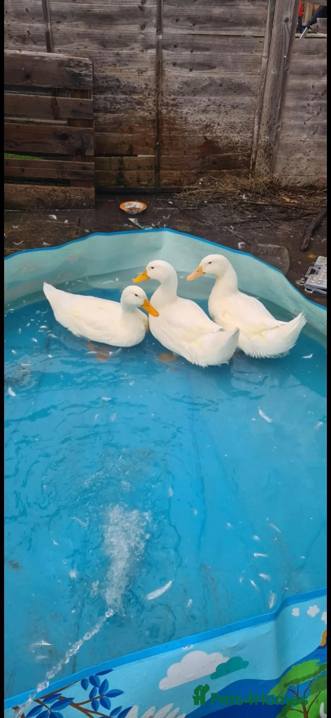 Ducks poultry for sale: Three Aylesbury Ducks  in Bracknell - Advert 1