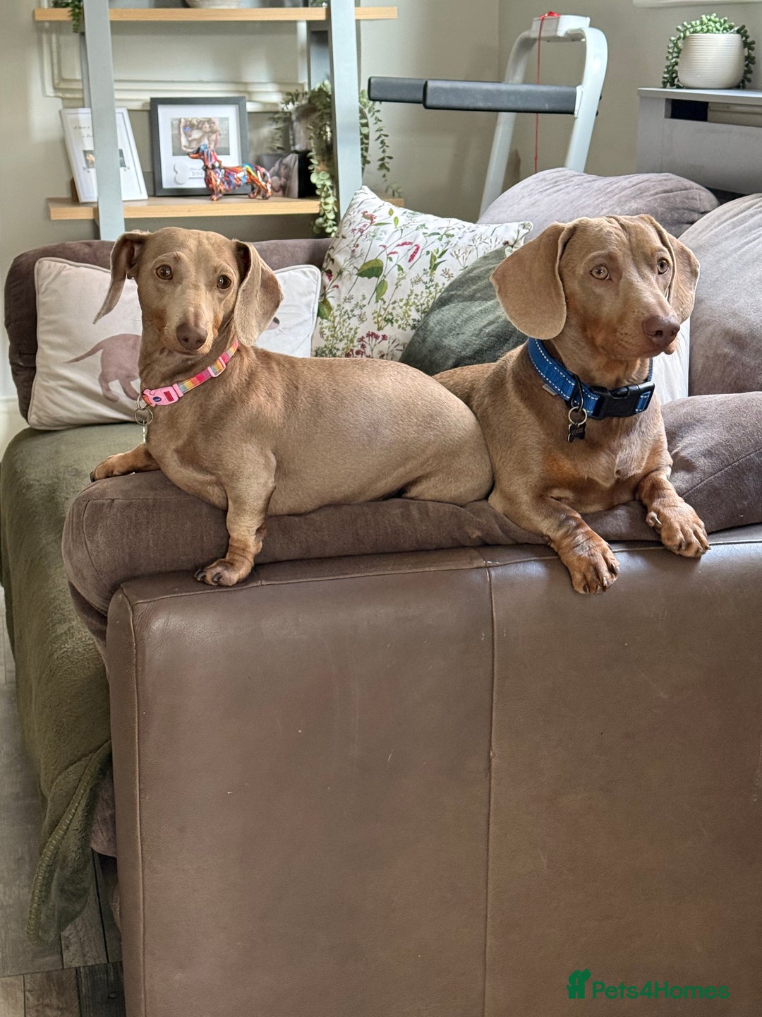 Miniature Dachshund dogs for sale: KC Reg Isabella & Tan Miniature Dachshund Puppies - Advert 15