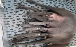 Staffordshire Bull Terrier dogs for sale: Adorable litter of 8 blue staffy pups  - Image 4