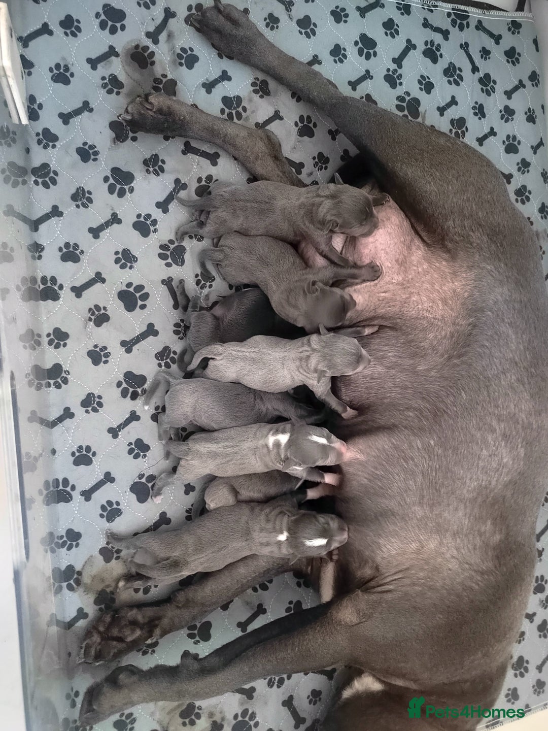 Staffordshire Bull Terrier dogs for sale: Adorable litter of 8 blue staffy pups  - Image 4