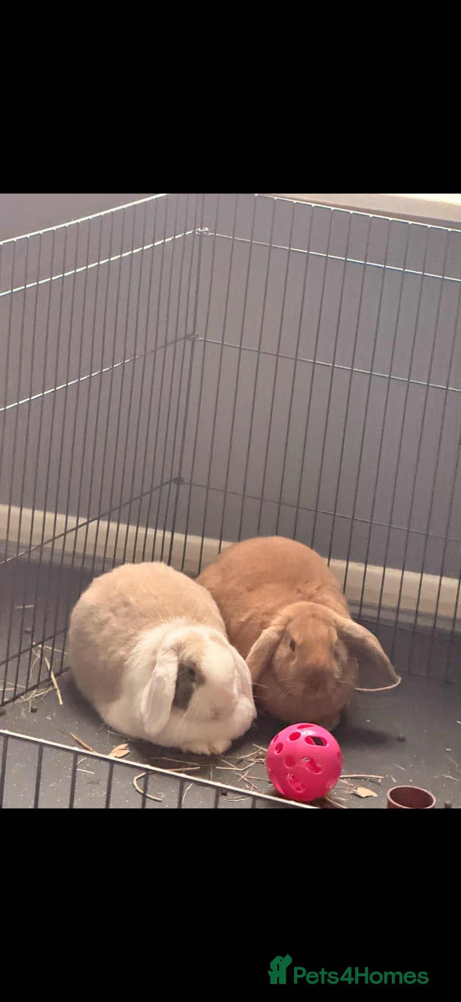 Mixed Breed rabbits 2 bonded rabbits - Advert 2