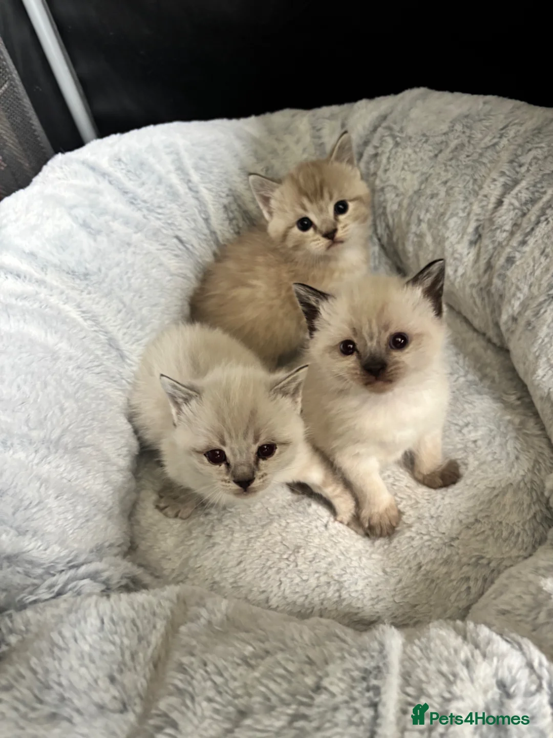 Mixed Breed cats for sale: Cute kittens - Advert 1