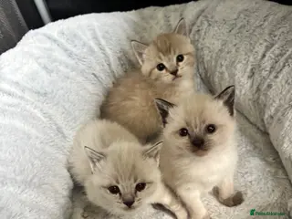 Mixed Breed cats Cute kittens - Advert 8