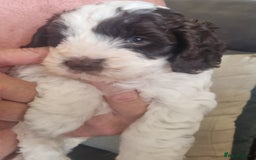 Cockapoo dogs for sale: Beautiful cockapoo boy  in Rotherham - Image 2