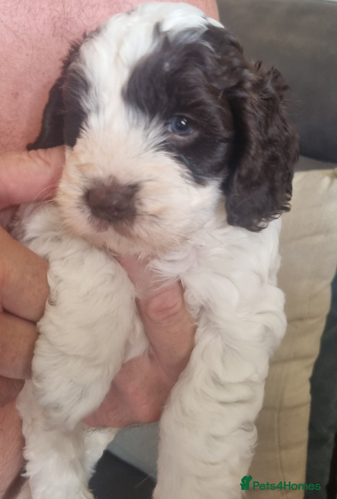 Cockapoo dogs for sale: Beautiful cockapoo boy  in Rotherham - Image 2