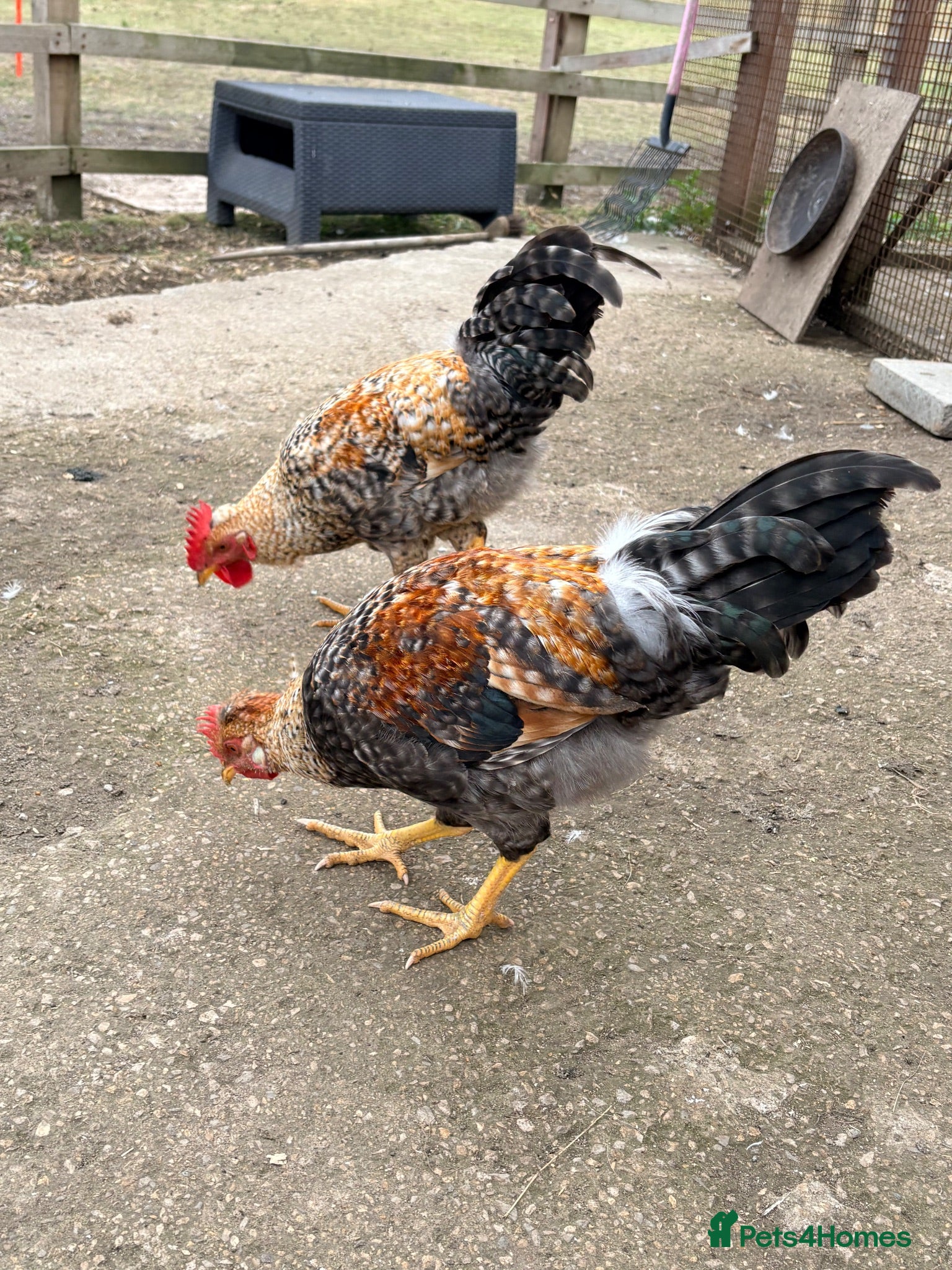 Chickens poultry Easter egger cockerel  - Advert 3