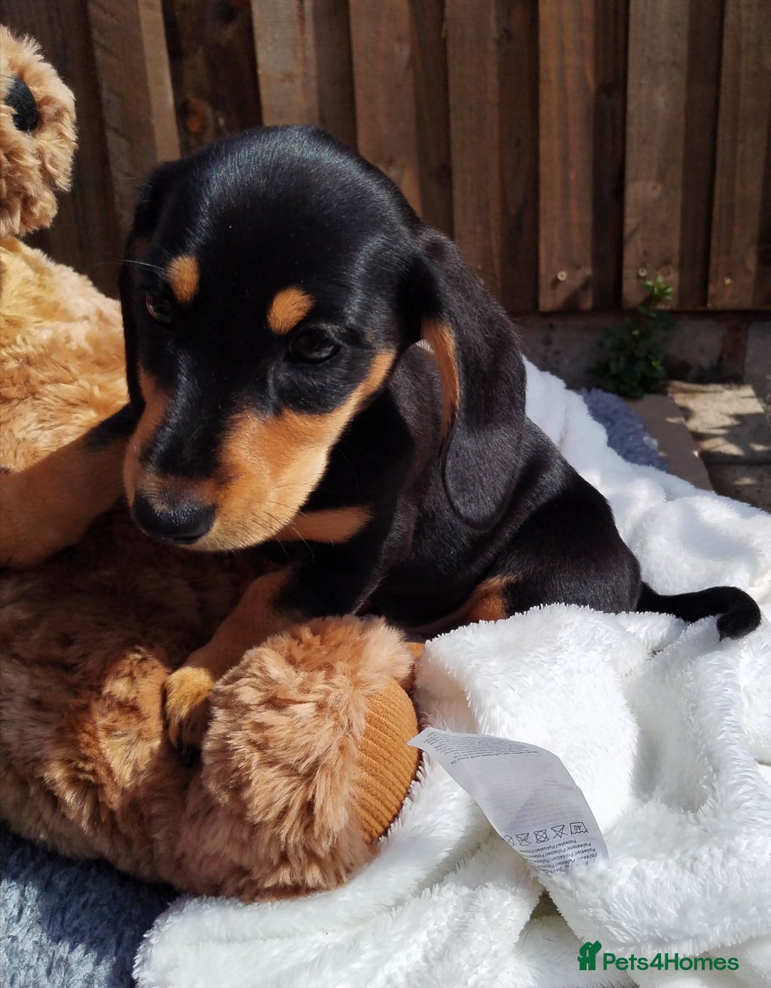 Miniature Dachshund dogs for sale: Mini dachshund  - Image 14