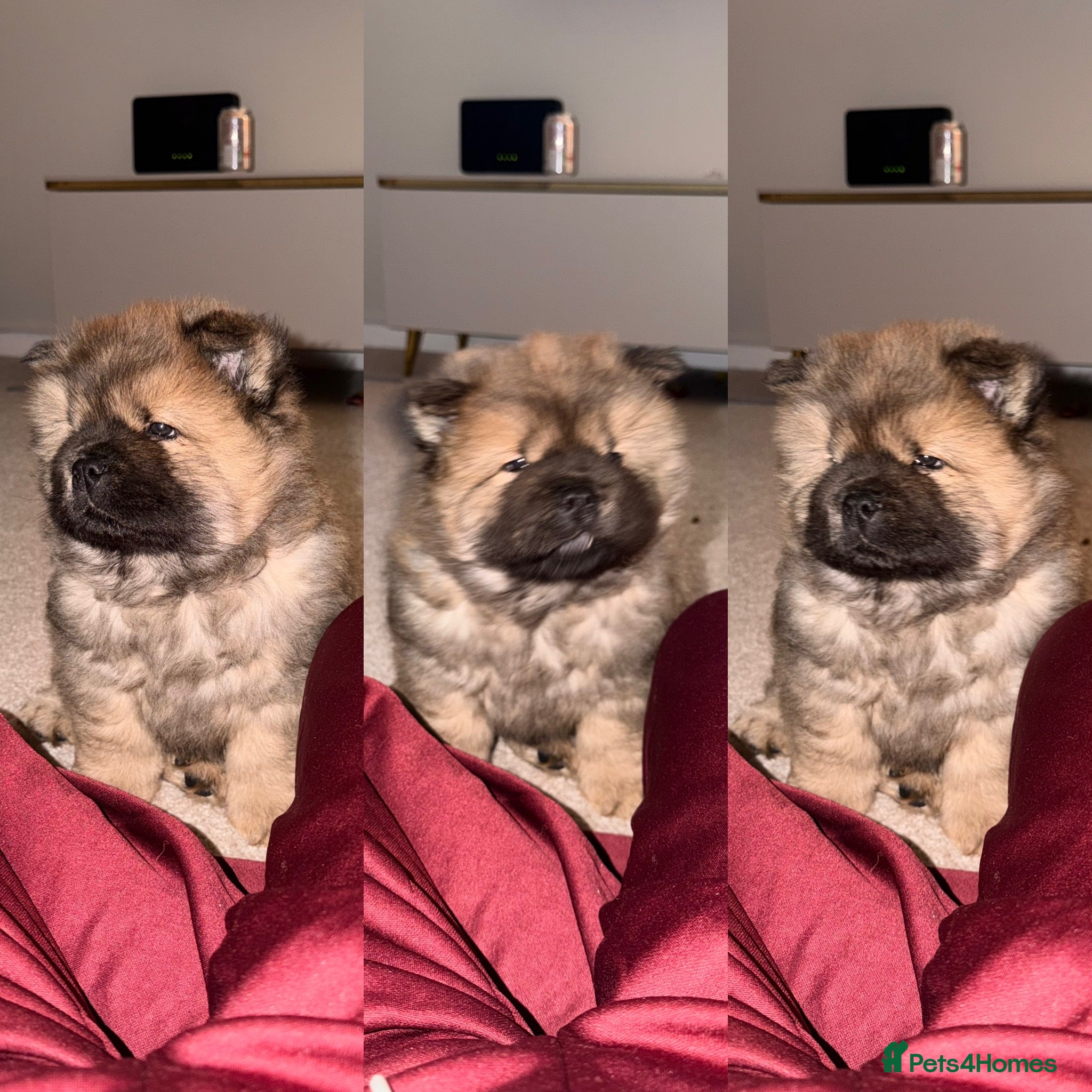 Chow Chow dogs Cinnamon Male chow chow puppy  - Advert 1