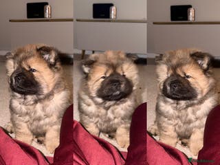 Chow Chow dogs Cinnamon Male chow chow puppy - Advert 5