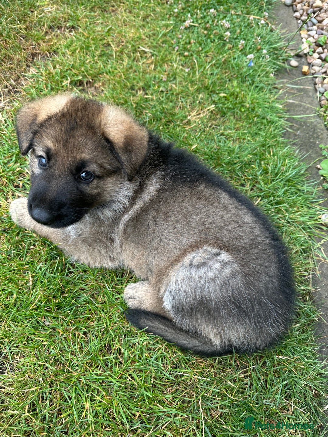German Shepherd dogs for sale: 6 Beautiful, Healthy German Shepherd puppies in Mansfield - Image 10